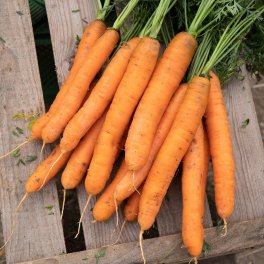 Semi di Carota Dolciva KS - 3
