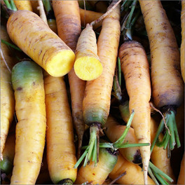Semi di Carota "Longue Jaune du Doubs" - 2