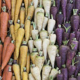 Semi di Carota Miscela Bio - 2