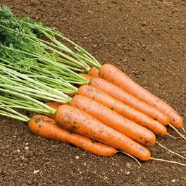 Semi di Carota "Rodelika" - 2