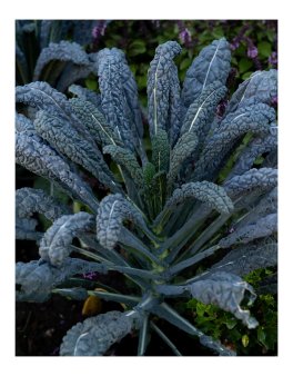Semi di Cavolo Nero di Toscana Bio - 4