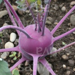 Semi di Cavolo Rapa Viola Bio - Blaro - 3