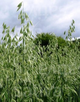 Semi di Cereale Avena Estiva Bio - 3