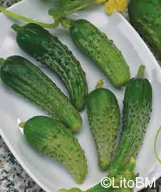 Semi di Cetriolo Piccolo di Parigi - 5 Gr