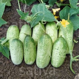 Semi di Cetriolo Russo Bio - 3