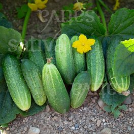 Semi di Cetriolo Vorgebirgstrauben - 25 Semi - 3