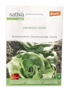 Semi di Cicoria Grumolo Verde Bio - 1
