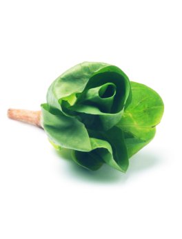 Semi di Cicoria Grumolo Verde Bio - 1
