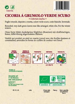 Semi di Cicoria Grumulo Verde Scuro - 2