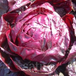 Semi di Cicoria Radicchio Rossa di Verona - 3