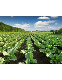 Semi di Cima di Rapa Novantina Bio - 3