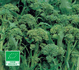 Semi di Cima di Rapa Sessantina Bio - 2