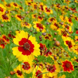 Semi di Coreopsis - 3