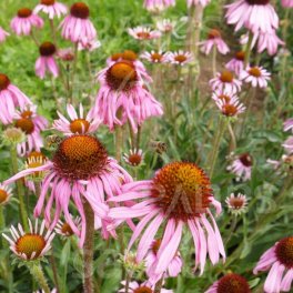 Semi di Echinacea Angustifolia - 2