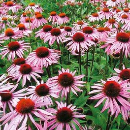 Semi di Echinacea Purpurea - 2