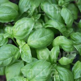 Semi di Erbe Aromatiche  - Basilico a Foglia Grande Bio - 5 Dischetti Preseminati - 3