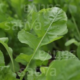 Semi di Erbe Aromatiche Bio - Rucola Annuale - 3