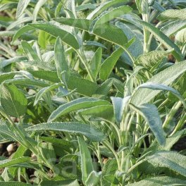 Semi di Erbe Aromatiche Bio - Salvia - 3