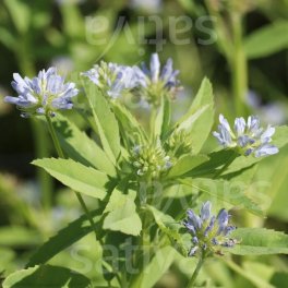 Semi di Erbe Aromatiche Bio - Trigonella Blu - 3