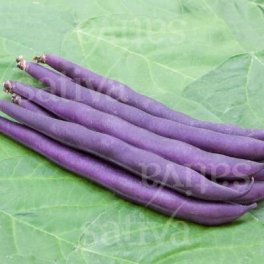 Semi di Fagiolino Nano Purple Teepee - 3