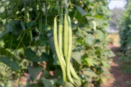 Semi di Fagiolino Nano Slenderette Bio - 5
