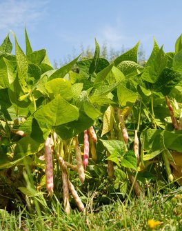 Semi di Fagiolo Nano Borlotto Lingua di Fuoco Bio - 4