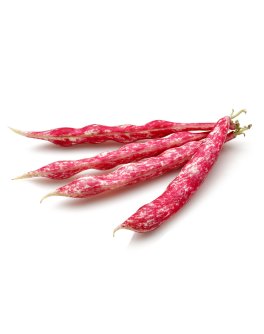 Semi di Fagiolo Nano Borlotto Lingua di Fuoco Bio - 1