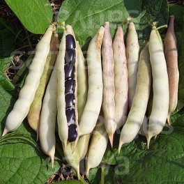 Semi di Fagiolo Nano da Sgranare Bio - 3
