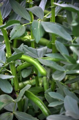 semi di Fava Aguadulce Supersimonia - B503 - 2