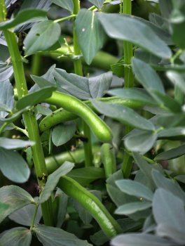 Semi di Fava Aguadulce Supersimonia Bio - 4