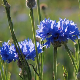 Semi di Fiordaliso - 1