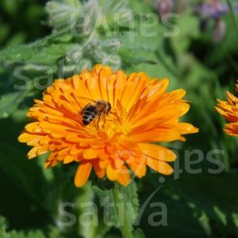 Semi di Fiore Annuale Calendula - 3