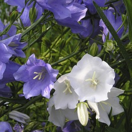 Semi di Fiore Perenne Campanula con Foglie di Pesco - 2