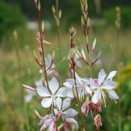 Semi di Fiore Perenne Gaura Lindheimeri - 2
