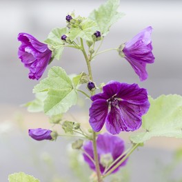 Semi di Fiore Perenne Malva - 2