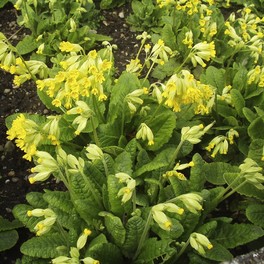 Semi di Fiore Perenne Primula Odorosa - 2