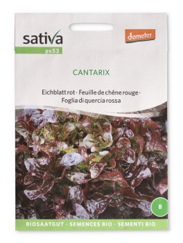 Semi di Foglia di Quercia Rossa - Cantarix - 1