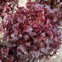 Semi di Foglia di Quercia Rossa - Selezione Sativa - 3