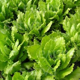 Semi di Foglia di Quercia Verde Veneziana Bio - 3