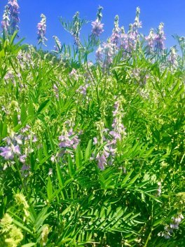 Semi di Galega Officinalis - 4