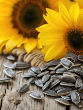 Semi di Girasole Peredovick Bio - 4