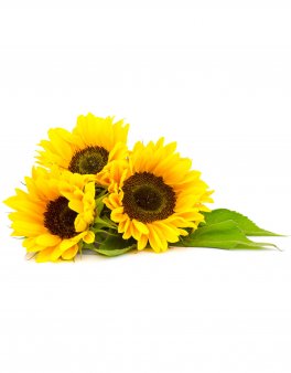 Semi di Girasole Peredovick Bio - 1