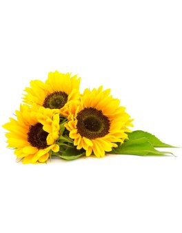 Semi di Girasole Ribeyrolles Bio - 1