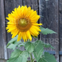 Semi di Girasole "Sunspot" - 3