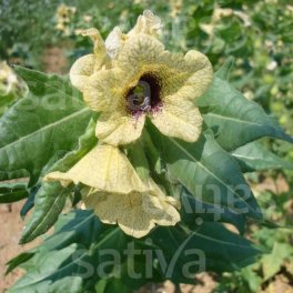 Semi di Giusquiamo Nero Bio - 2