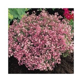 Semi di Gypsophila Rosea