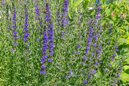 Semi di Hyssopus Officinalis - Issopo - K73 - 3