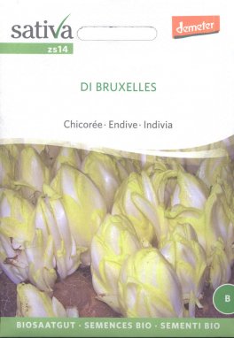Semi di Indivia di Bruxelles - 1