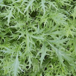 Semi di Insalata Asiatica Bio -  Mizuna - 3