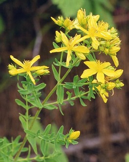 Semi di Iperico Bio - 2
